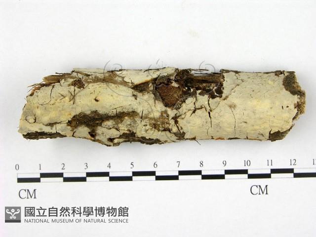燈籠囊擬射脈菌藏品圖，第1張