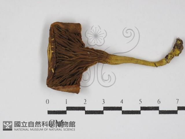 登錄號:F0030254藏品圖，第1張