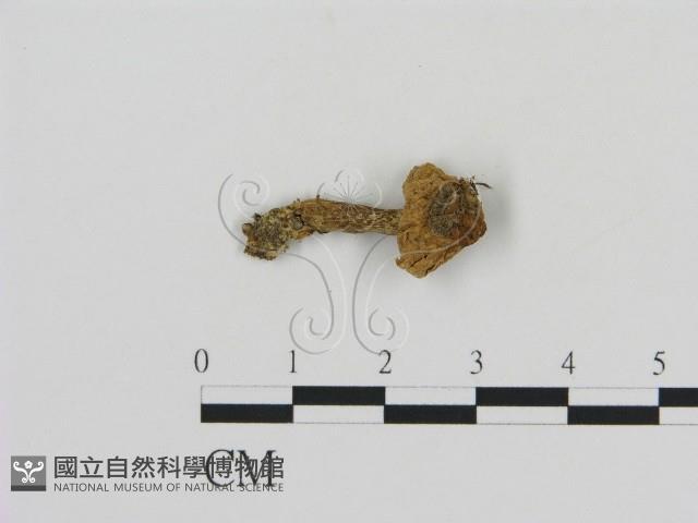 登錄號:F0016254藏品圖，第1張