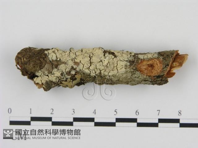 剛毛絲皮菌藏品圖，第1張
