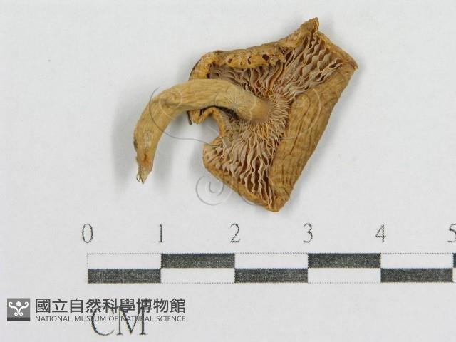 紅菇屬藏品圖，第1張