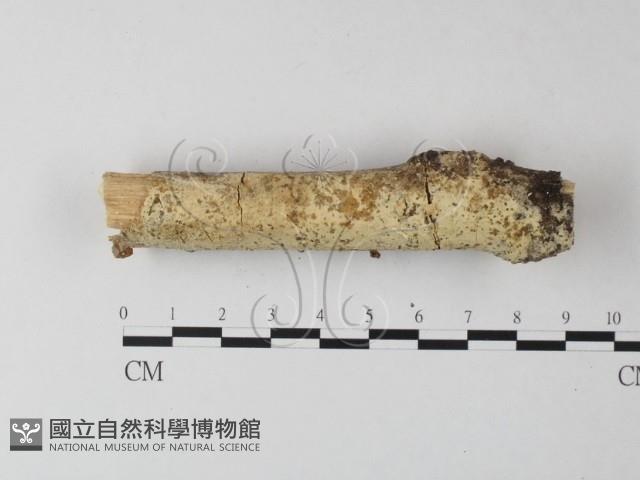 登錄號:F0004254藏品圖，第1張