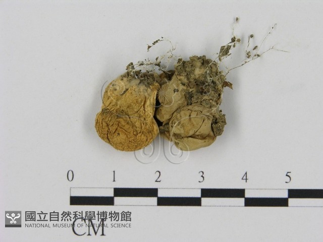 登錄號:F0014254藏品圖，第1張