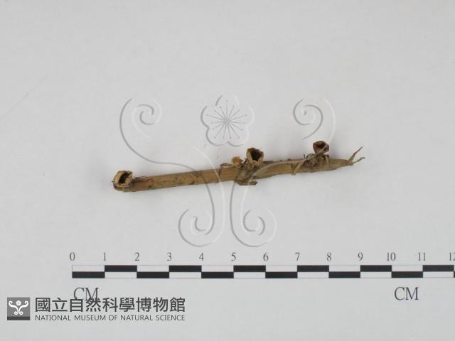 登錄號:F0002254藏品圖，第1張