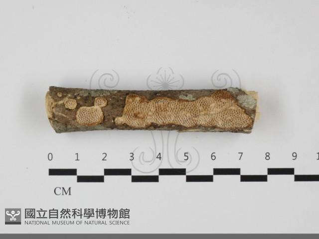 登錄號:F0032254藏品圖，第1張