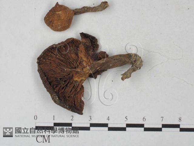 登錄號:F0027254藏品圖，第1張