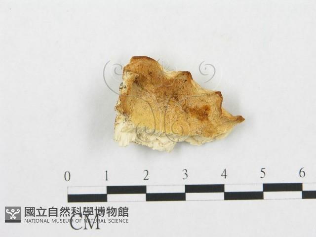 登錄號:F0007254藏品圖，第1張