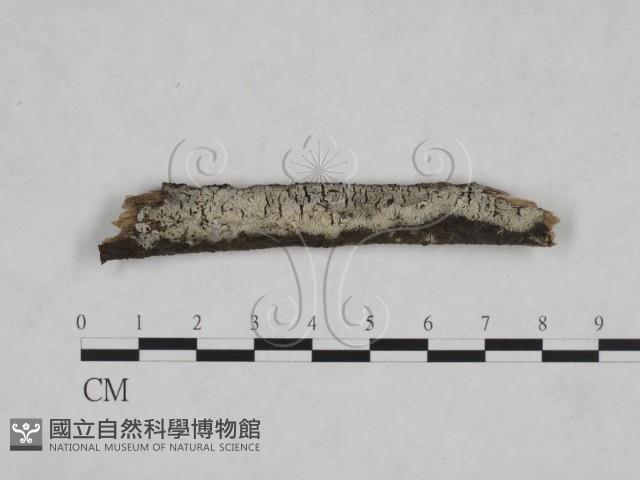 絲皮菌屬藏品圖，第1張