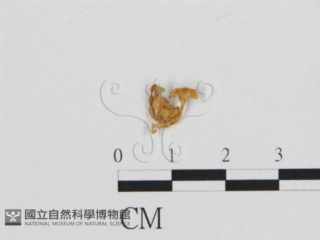 濕傘屬藏品圖，第1張