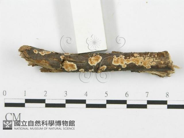 登錄號:F0015254藏品圖，第1張