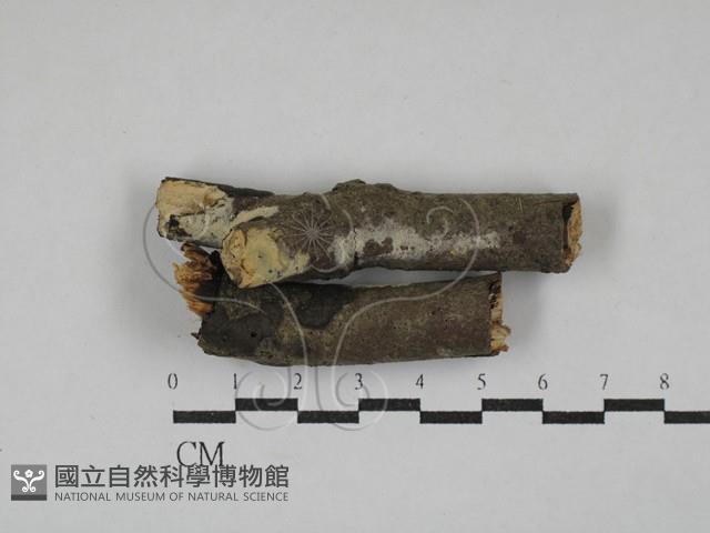 剛毛絲皮菌藏品圖，第1張