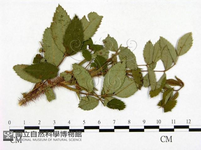 登錄號:F0019254藏品圖，第1張
