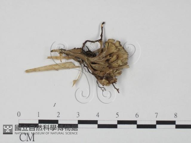 棕色革菌藏品圖，第1張