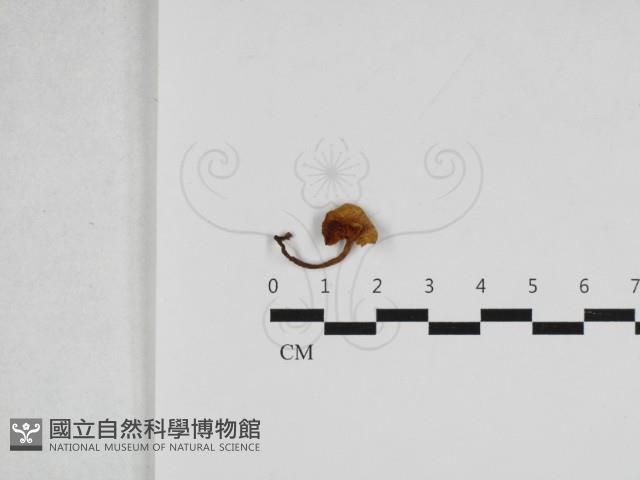 登錄號:F0033254藏品圖，第1張