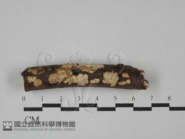 刺皮菌屬藏品圖，第1張