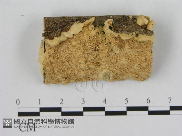 銳孔菌屬藏品圖，第1張
