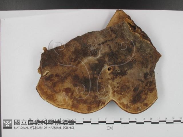 登錄號:F0018854藏品圖，第1張