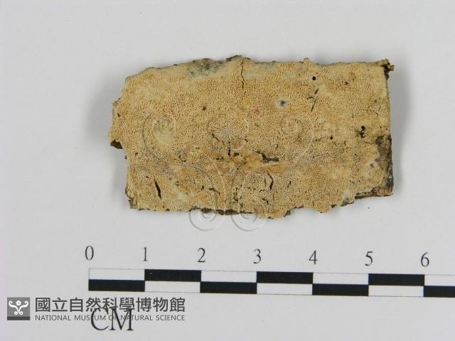 登錄號:F0020854藏品圖，第1張