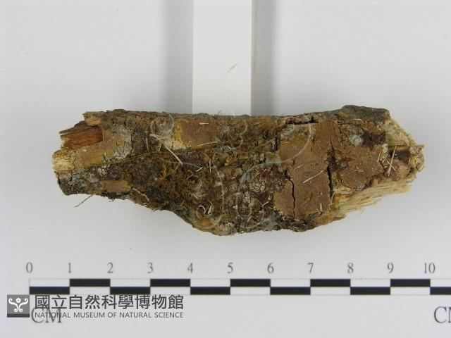 刺革菌屬藏品圖，第1張