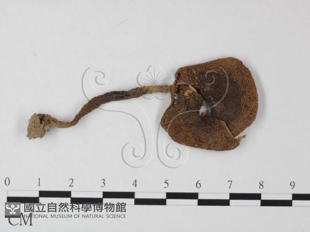 鵝膏屬藏品圖，第1張