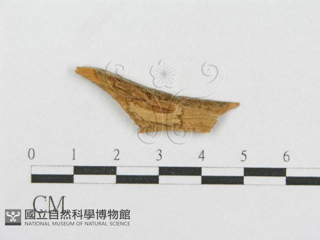 登錄號:F0016854藏品圖，第1張