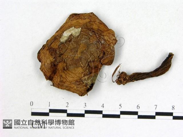 登錄號:F0021854藏品圖，第1張