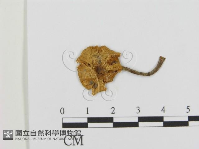 登錄號:F0001854藏品圖，第3張