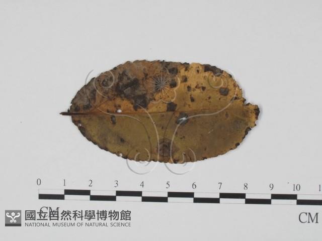 登錄號:F0011854藏品圖，第1張