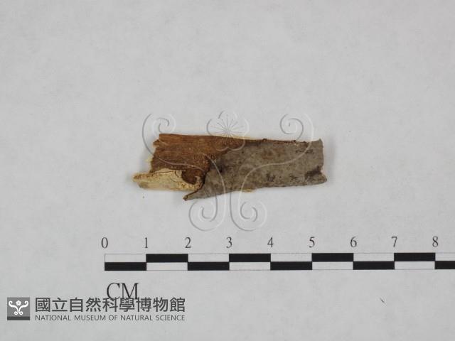 登錄號:F0024854藏品圖，第1張