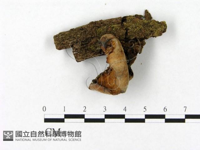 登錄號:F0004854藏品圖，第1張