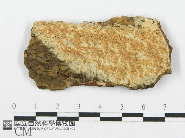 登錄號:F0014854藏品圖，第1張