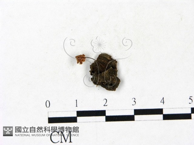 小皮傘屬藏品圖，第1張
