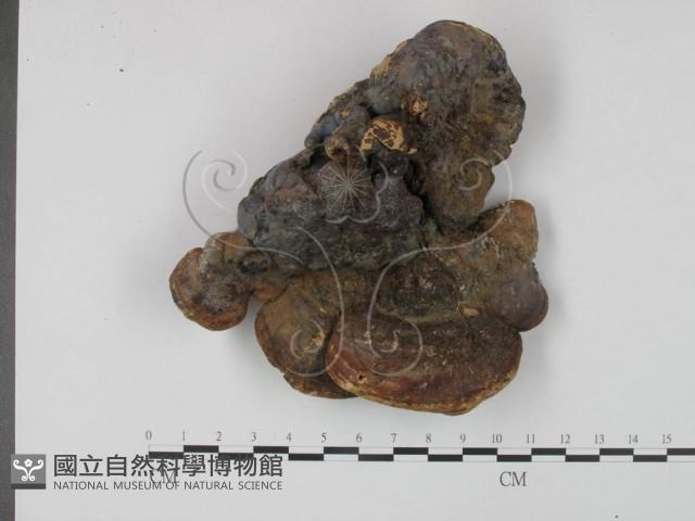 登錄號:F0012854藏品圖，第1張