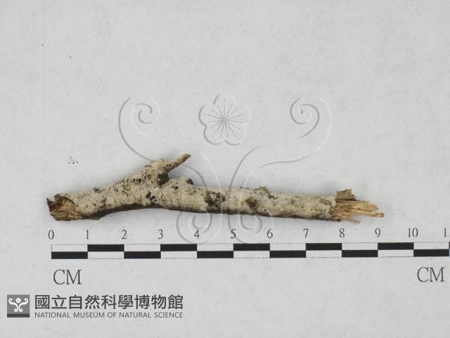剛毛絲皮菌藏品圖，第1張