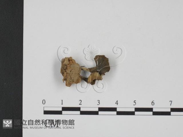 登錄號:F0007854藏品圖，第1張