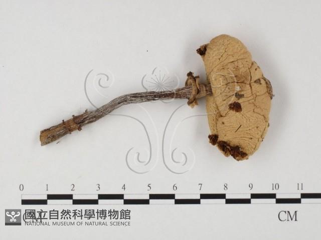 登錄號:F0025854藏品圖，第1張