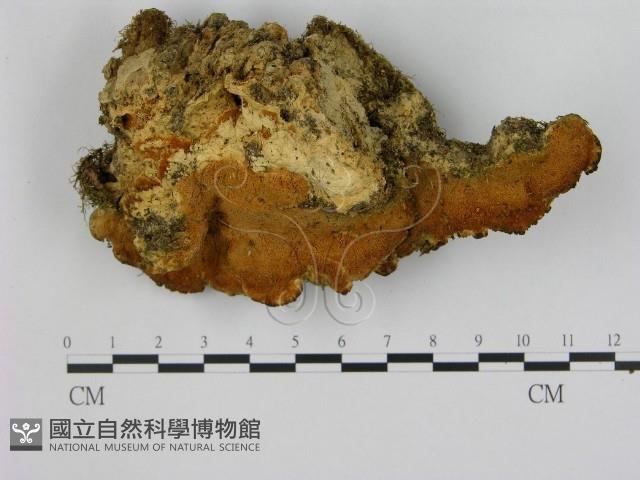 登錄號:F0005854藏品圖，第1張