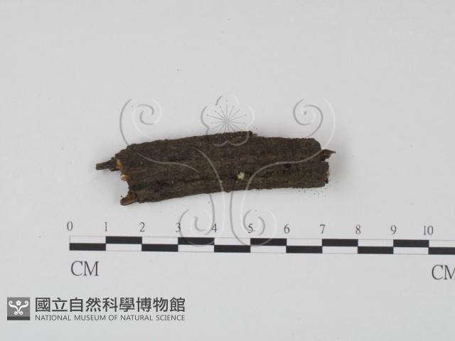 登錄號:F0015854藏品圖，第1張