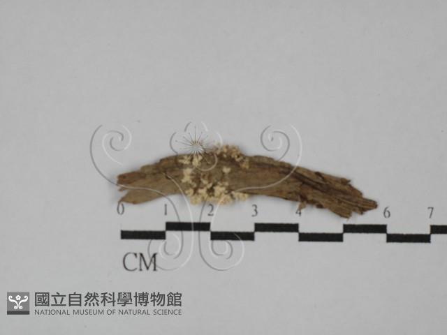 登錄號:F0009854藏品圖，第1張