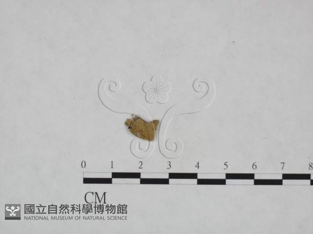 登錄號:F0023854藏品圖，第1張