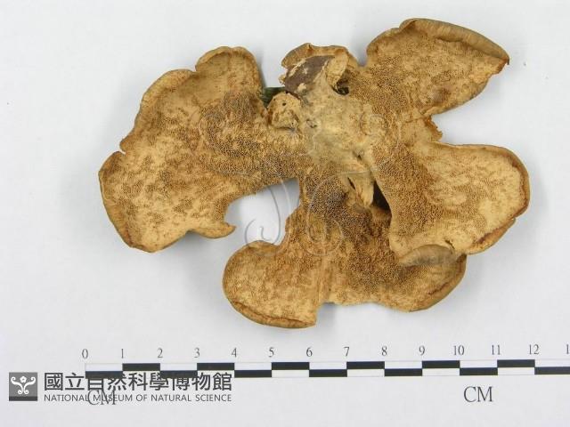 登錄號:F0003854藏品圖，第1張