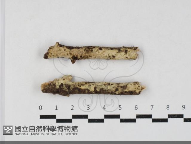 叉絲革菌屬藏品圖，第1張