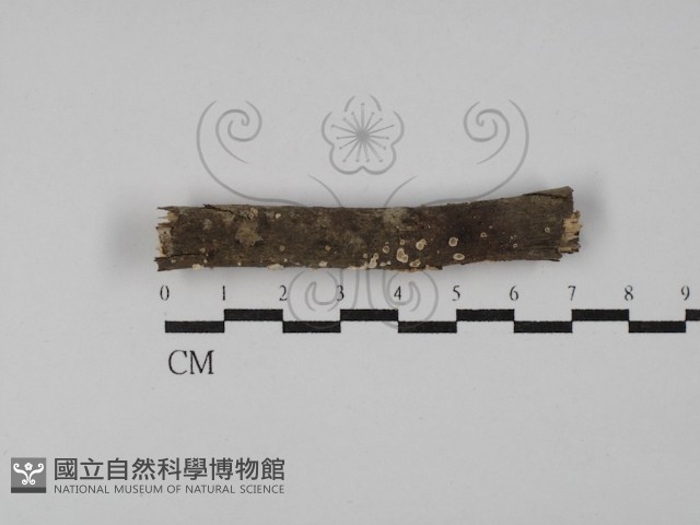 登錄號:F0028954藏品圖，第1張