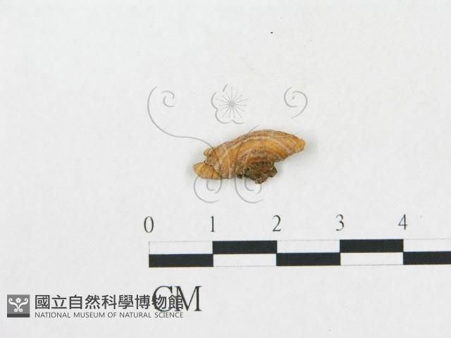 登錄號:F0008954藏品圖，第1張
