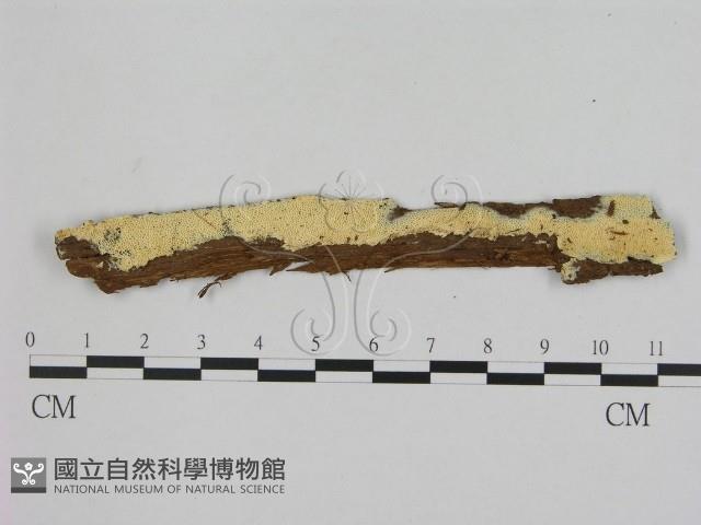 登錄號:F0020954藏品圖，第1張