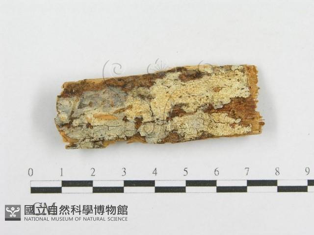 登錄號:F0000954藏品圖，第1張