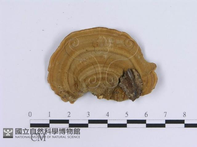 蠔韌革菌藏品圖，第1張
