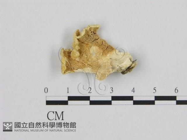 登錄號:F0006954藏品圖，第1張