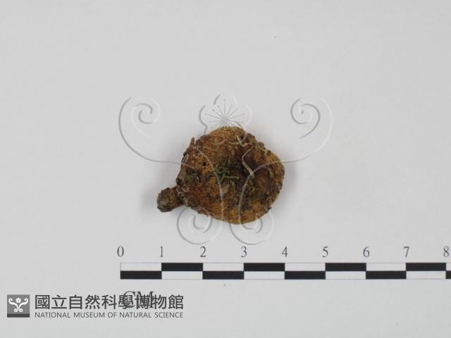 紅菇屬藏品圖，第1張