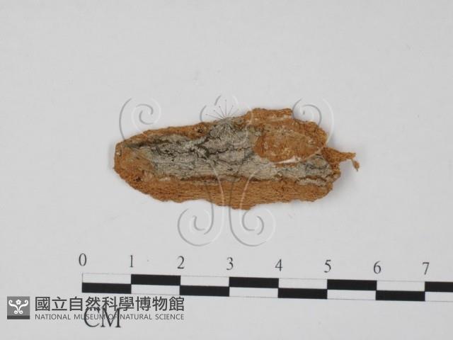 登錄號:F0011954藏品圖，第1張